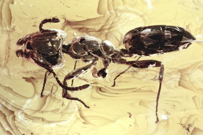 Detailed Fossil Ant (Dolichoderinae) In Baltic Amber #352927